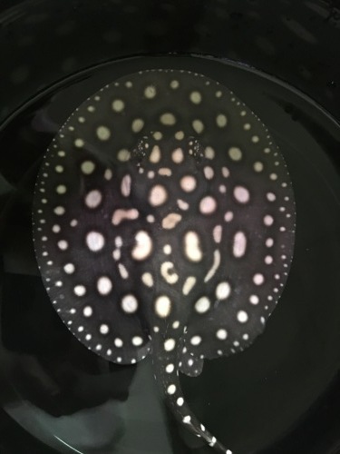 e0143096_15564545.jpg
