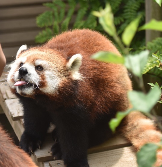 レッサーパンダのおやつタイム（午前中）_d0090801_18472023.jpg