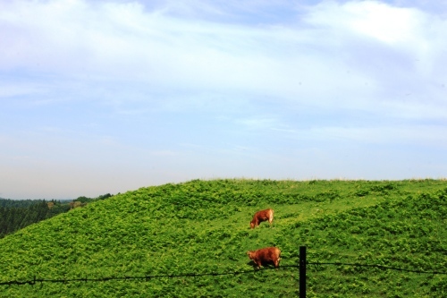 c0368903_16342705.jpg