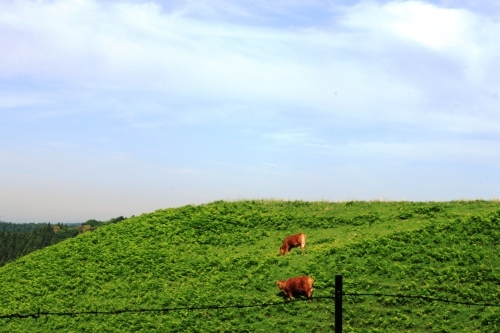 阿蘇・久住ぶらり～（２）。_c0368903_16342705.jpg