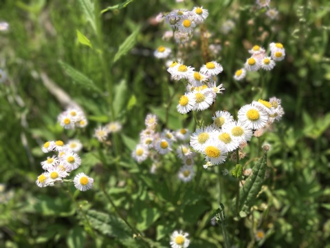 緑が目にしみる！初夏の宮ヶ瀬。_c0212604_1310961.jpg