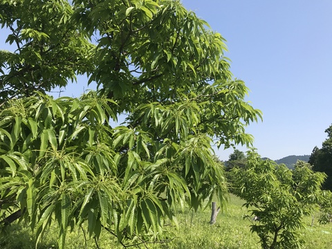 緑が目にしみる！初夏の宮ヶ瀬。_c0212604_138248.jpg