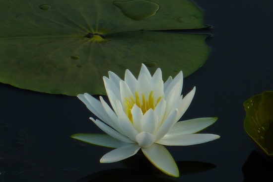 LOTUS_c0351306_20412149.jpg