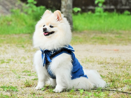 ちょっとした贅沢_d0360206_23270204.jpg