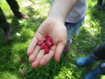 もりもり初夏の生き物観察　少し登山_b0126307_15402442.jpg