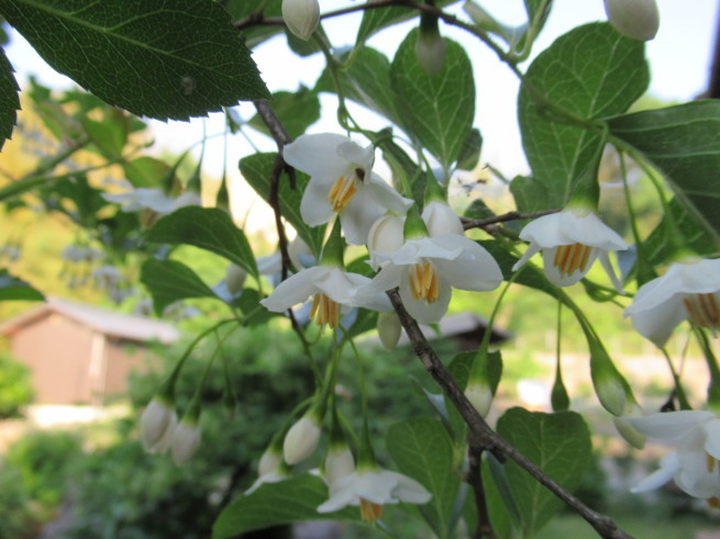 今日の開花_f0297809_21211532.jpg