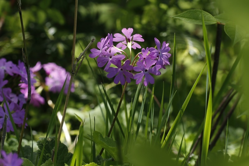 4/18　県北の花_c0344412_17561941.jpg