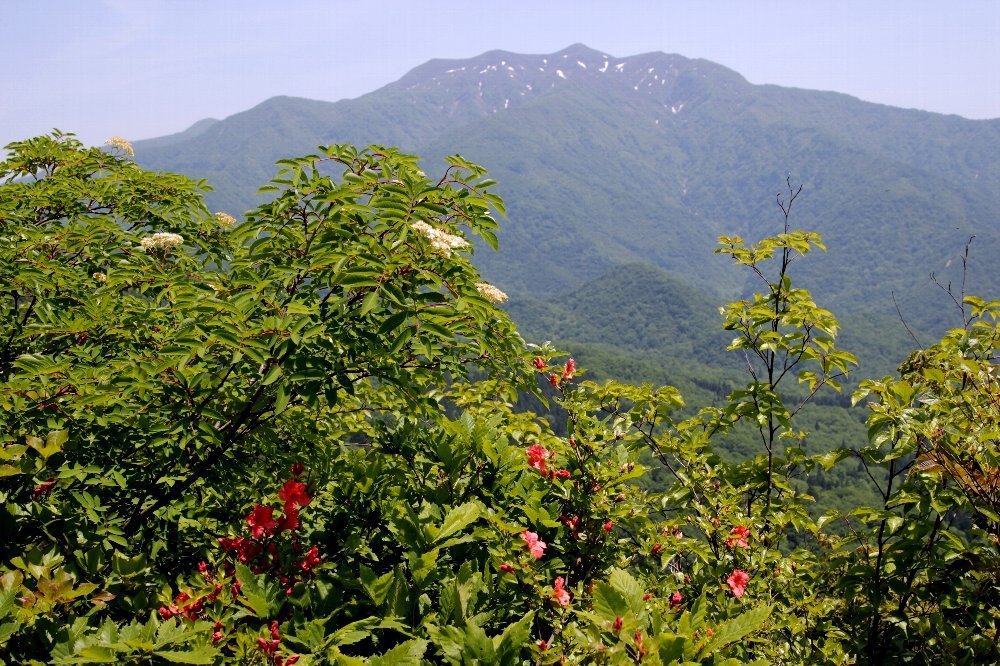 八木ヶ鼻～袴腰山〜ヒメサユリの小径_a0309917_21312004.jpg