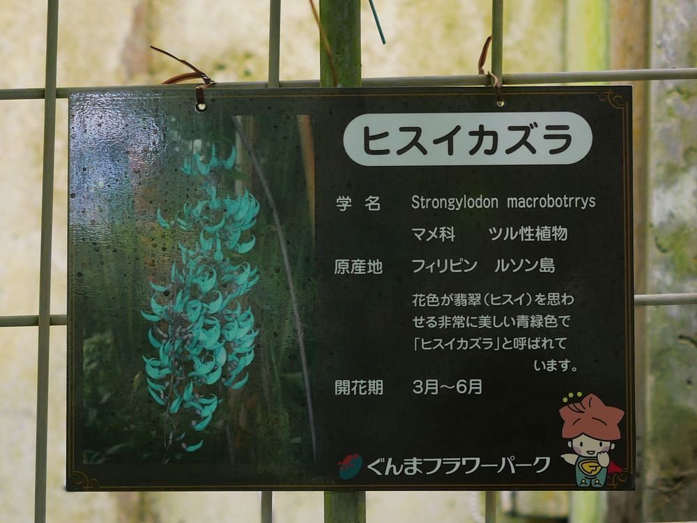 ヒスイカズラ 翡翠葛 群馬フラワーパーク 見頃♪_a0031821_19250321.jpg