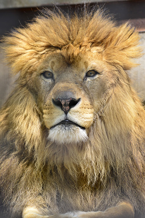 2017.5.2 宇都宮動物園☆ライオンのリオン【Lion】_f0250322_19562721.jpg