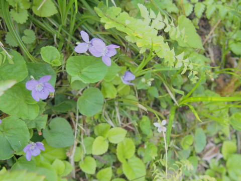 大鰐温泉つつじまつり(大鰐町)*2017.05.21_b0147224_2221610.jpg
