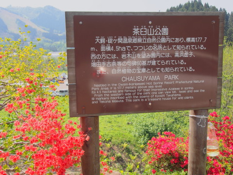 大鰐温泉つつじまつり(大鰐町)*2017.05.21_b0147224_2224222.jpg