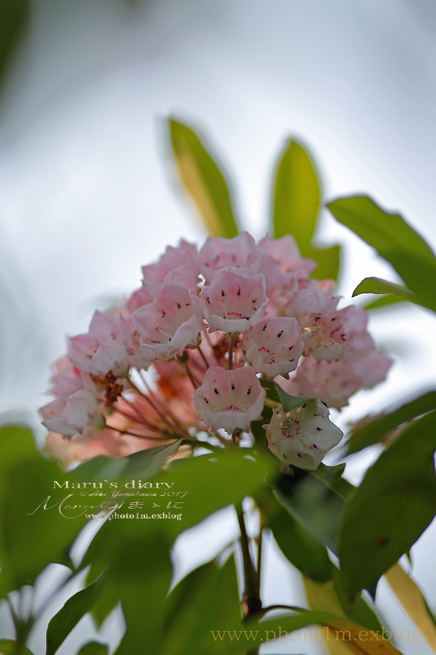 まゝに/カルミアの花、多色_d0342426_16381689.jpg