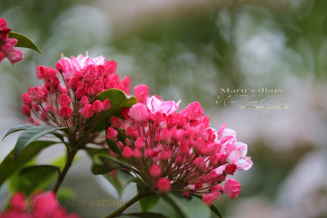 まゝに/カルミアの花、多色_d0342426_16382696.jpg