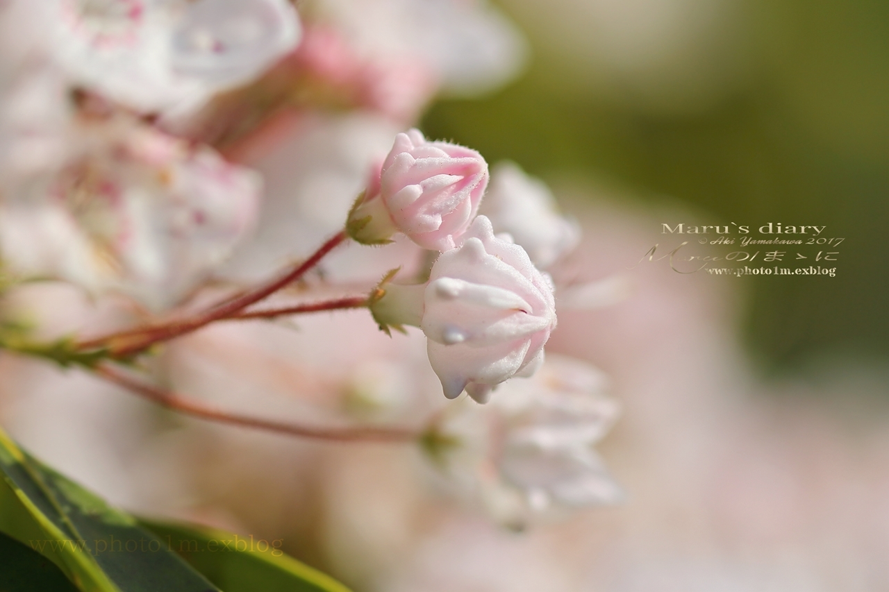 まゝに/カルミアの花、多色_d0342426_16450223.jpg