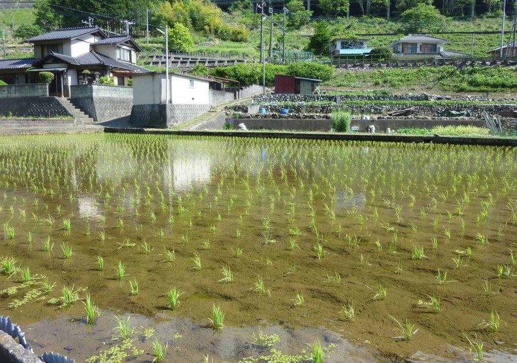 5/19 （金） 滝子山 （ 寂ショウ尾根～すみ沢 ） : ぽつぽつ山