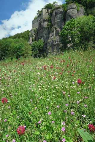 野の花彩る初夏の聖地、ラヴェルナ修道院_f0234936_5554381.jpg