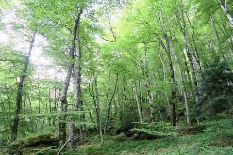 野の花彩る初夏の聖地、ラヴェルナ修道院_f0234936_60923.jpg