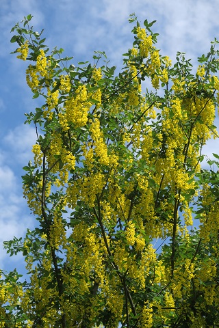 野の花彩る初夏の聖地、ラヴェルナ修道院_f0234936_6194234.jpg
