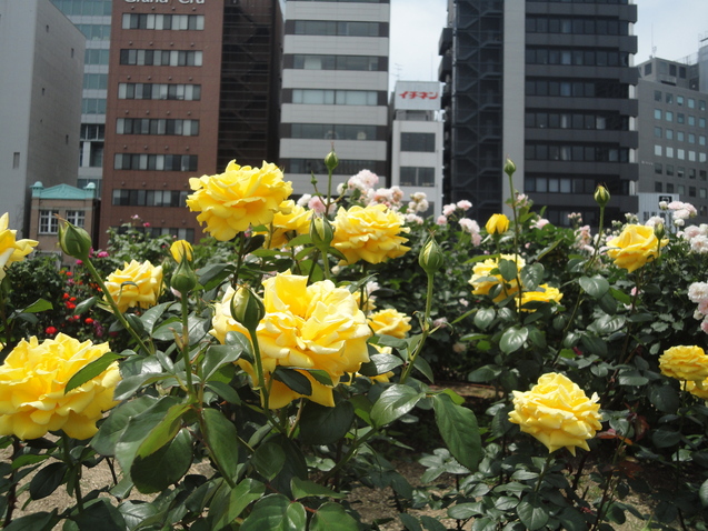 d0359338_22103667.jpg