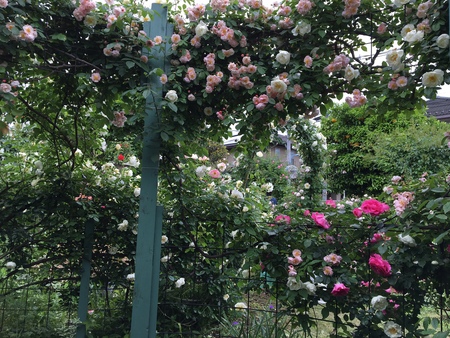 コーネリアとシティオブヨーク バラの庭づくり Oakenbucket オークンバケットのローズレターへようこそ