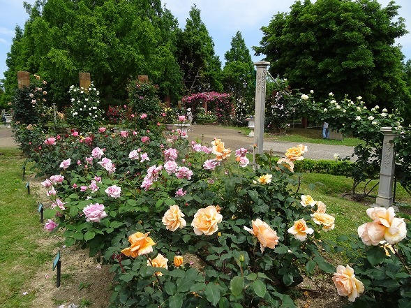 蜻蛉池公園のバラ園_b0299042_19215704.jpg