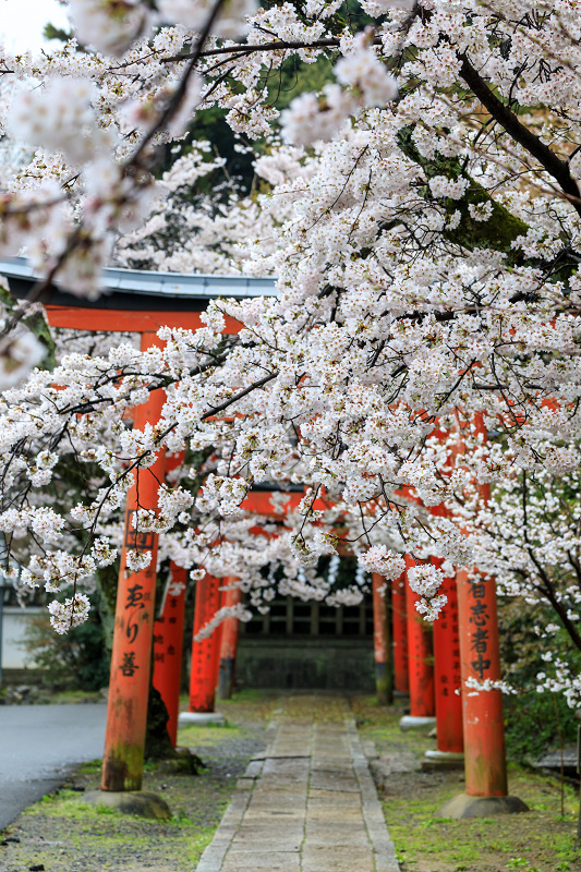 京都の桜2017 竹中稲荷の桜参道_f0155048_2056188.jpg