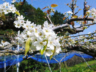 熊本梨 岩永農園 匠の摘果作業と匠の判断の追肥の話_a0254656_17505985.jpg