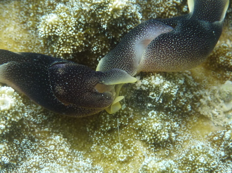 連休後初の大度海岸インリーフ散策_a0309466_16311517.jpg