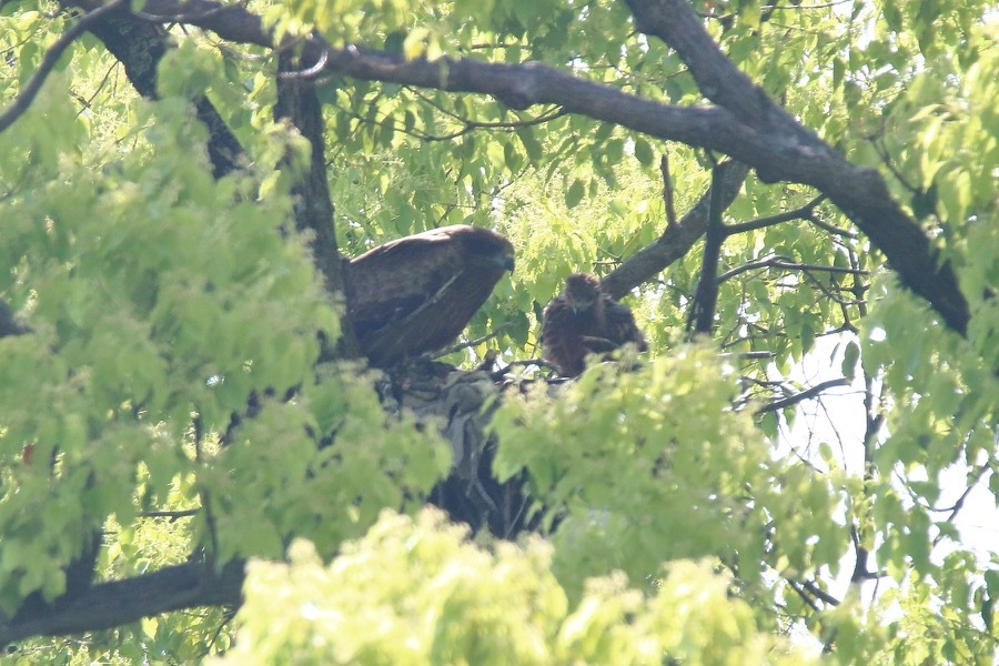 今季初ハチクマ＆シジュウカラが賑やか_d0346467_21435767.jpg