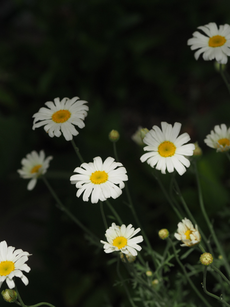 うちの花　除虫菊_e0005670_13101037.jpg