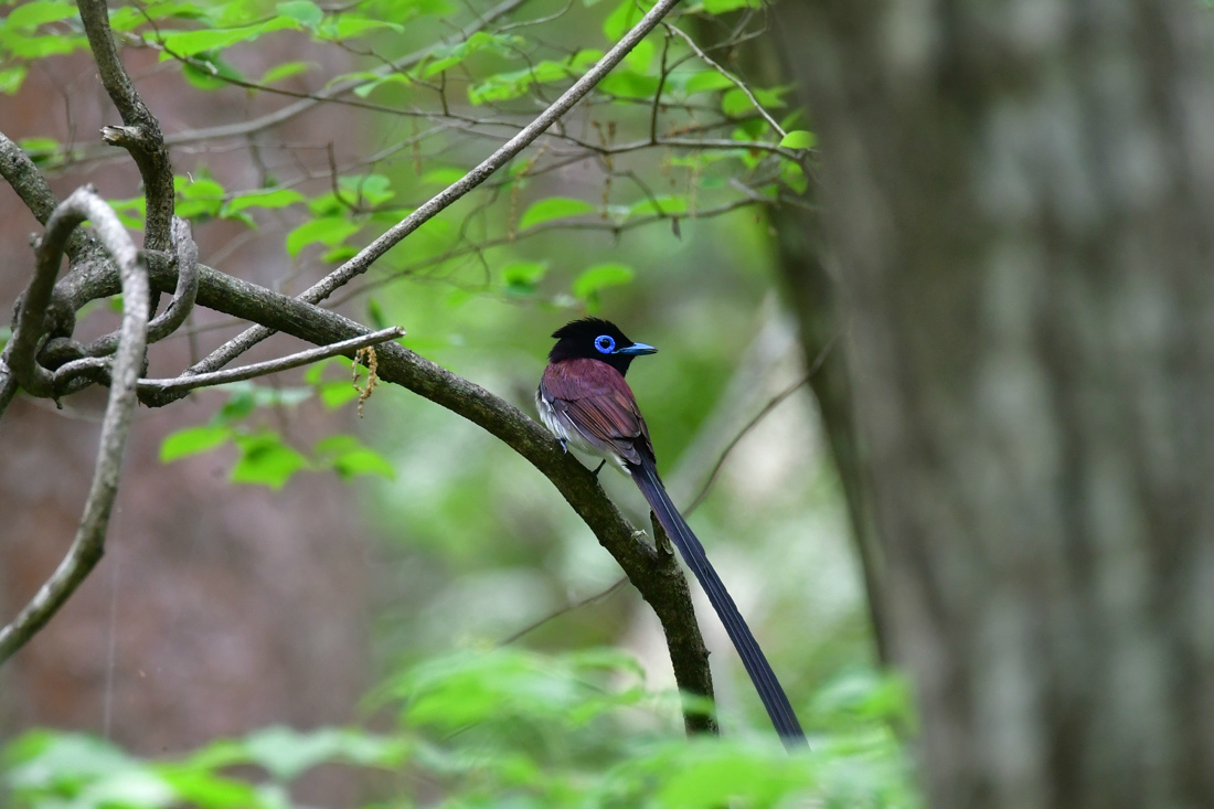 サンコウチョウ_f0053272_21504199.jpg