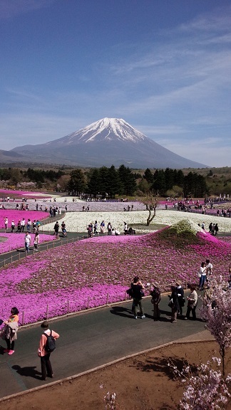 いちめん、芝桜。_f0321179_15160832.jpg