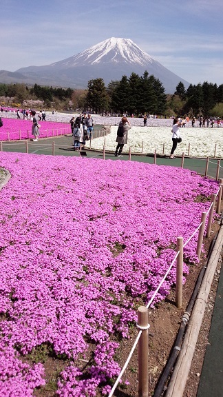 いちめん、芝桜。_f0321179_15160893.jpg