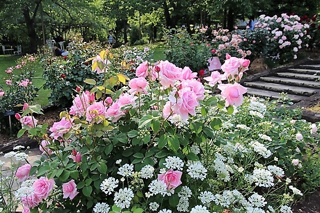 北山緑化植物園のバラは美しいく最高_d0181492_22553926.jpg