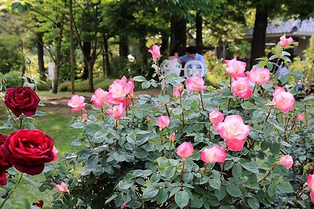 北山緑化植物園のバラは美しいく最高_d0181492_22555848.jpg