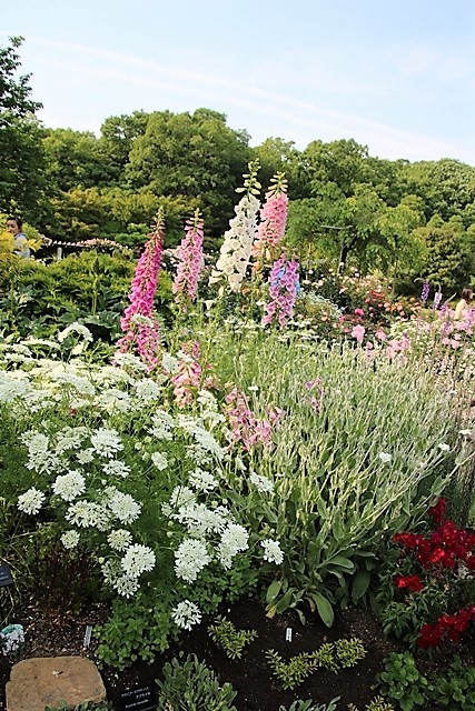 北山緑化植物園のバラは美しいく最高_d0181492_22583332.jpg