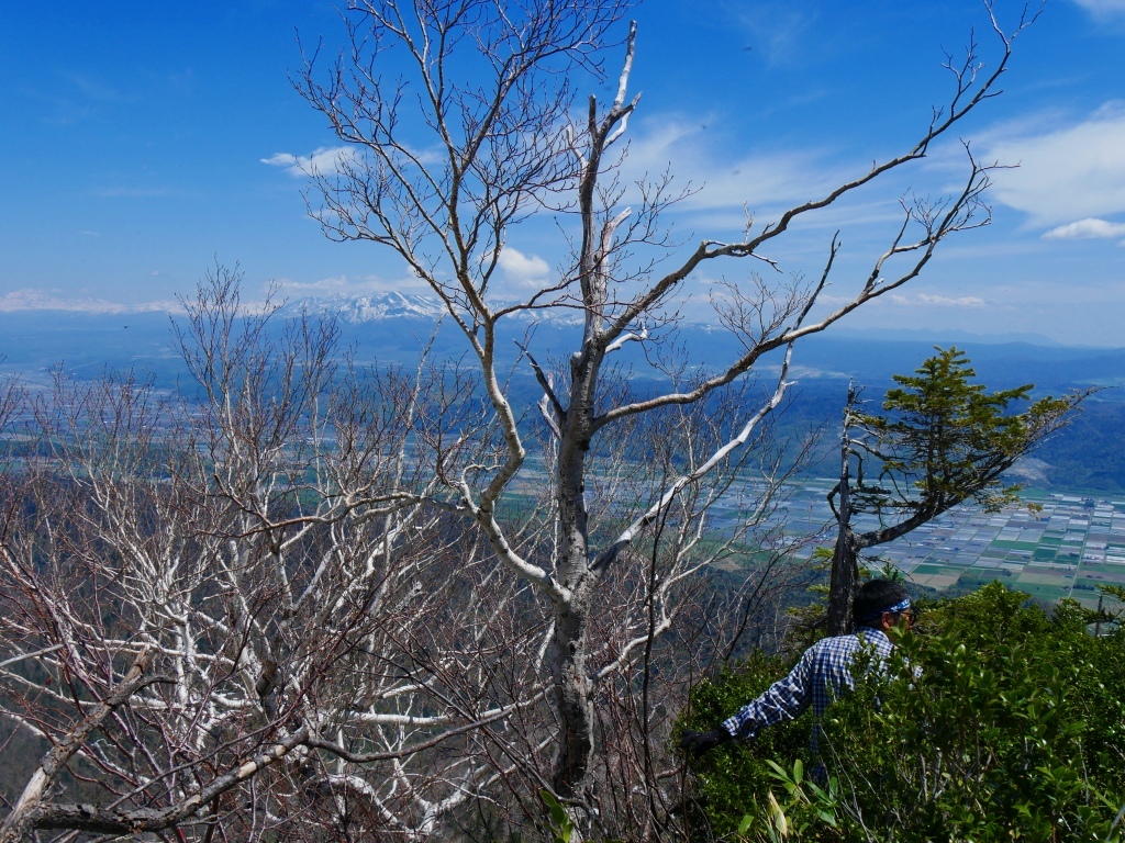 槙柏山 17 5 18 その2 デジカメ持って野に山に