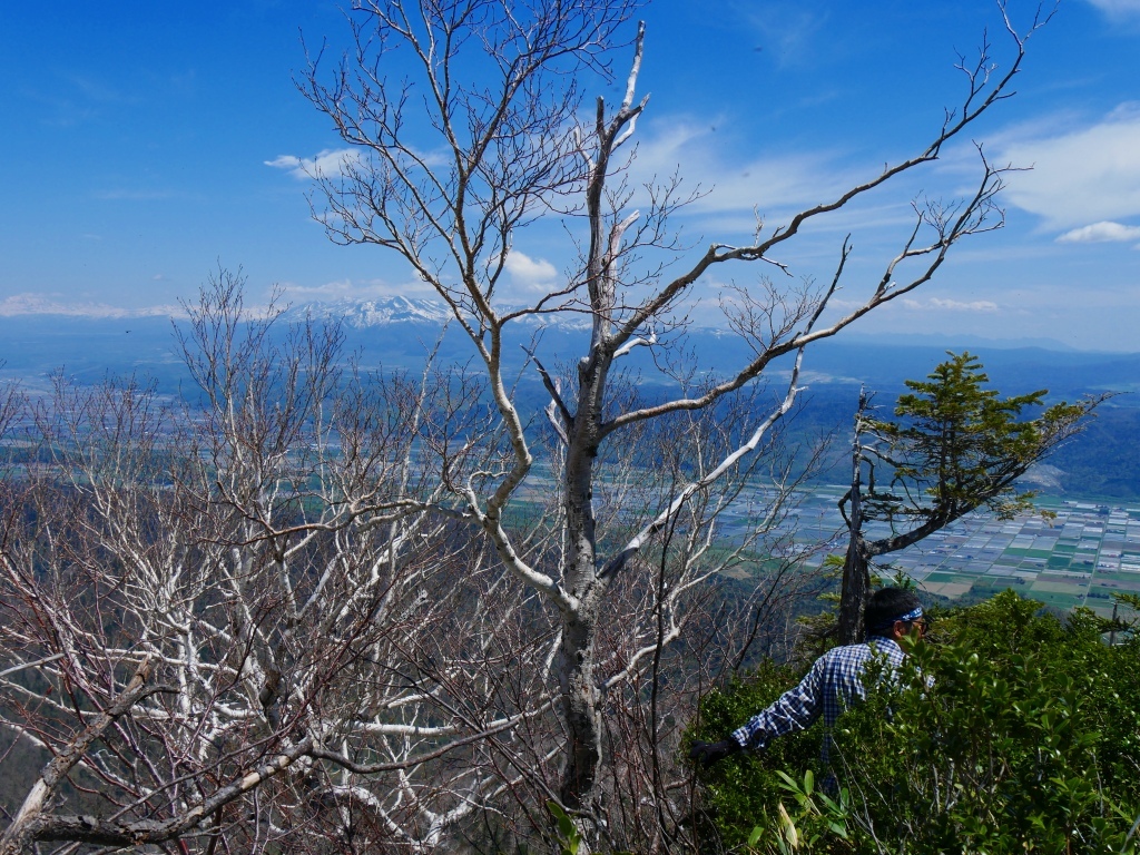  槙柏山、2017.5.18－その2－_f0138096_14164057.jpg