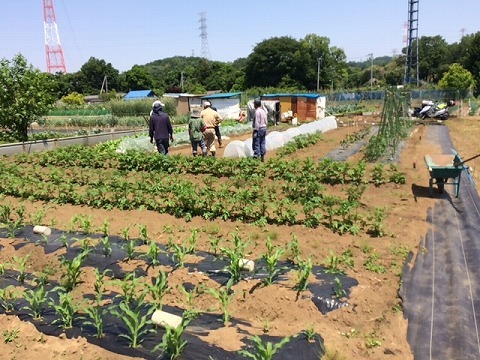 5/20(土)　野菜畑　落花生播種_e0270403_15512470.jpg