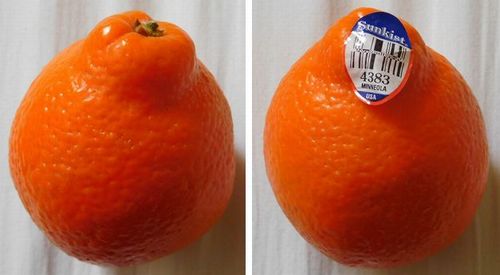 ミネオラ Minneola Art Bell By Tora