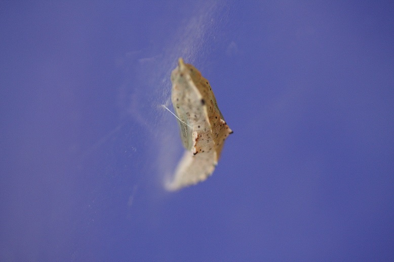 d0136804_17253903.jpg
