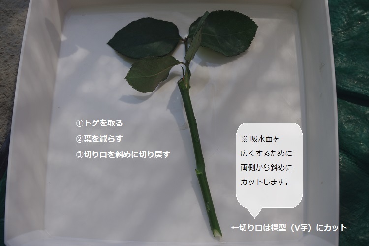バラの挿木 手順詳細 はにみゅめも バラの挿木 手順詳細 はにみゅめも