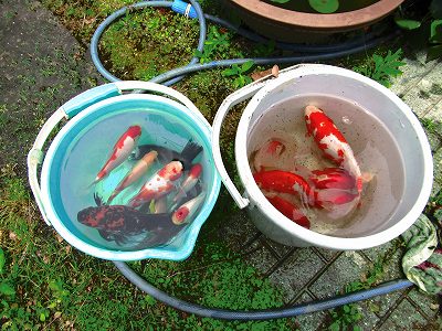 金魚の池の掃除 風にふかれて 金魚の池の掃除 風にふかれて