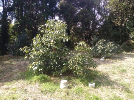 農業試験場(熊野農園 牧山地区)_a0300410_23201174.jpg