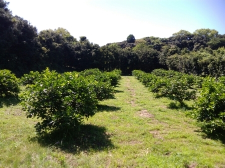 農業試験場(熊野農園 牧山地区)_a0300410_23201864.jpg