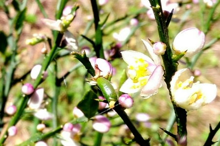農業試験場(熊野農園 牧山地区)_a0300410_23202308.jpg