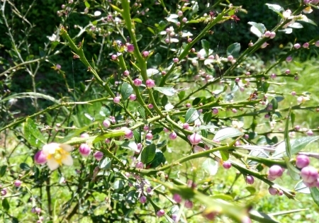 農業試験場(熊野農園 牧山地区)_a0300410_23202581.jpg