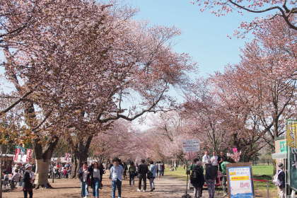 静内 ニ十間道路桜並木から！桜まつりに！行ってきました！_d0200811_00205204.jpg