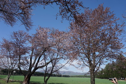 静内 ニ十間道路桜並木から！桜まつりに！行ってきました！_d0200811_00231533.jpg